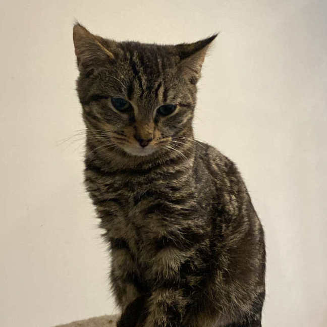 Photo of Novak Djokovic **2nd Chance Cat Rescue**