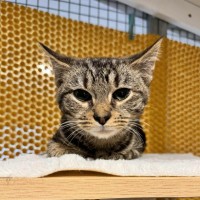Photo of Novak Djokovic **2nd Chance Cat Rescue**