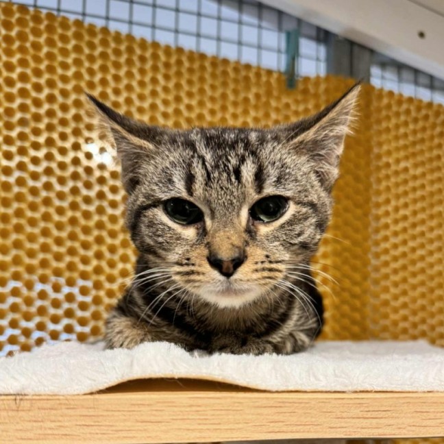 Photo of Novak Djokovic **2nd Chance Cat Rescue**