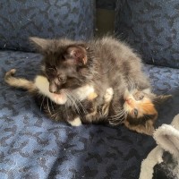 Photo of Riki **2nd Chance Cat Rescue**