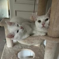 Photo of Angel & Loki