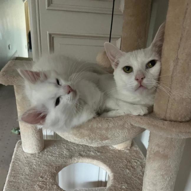 Photo of Angel & Loki