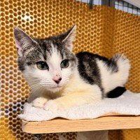 Photo of Rafael Nadal **2nd Chance Cat Rescue**