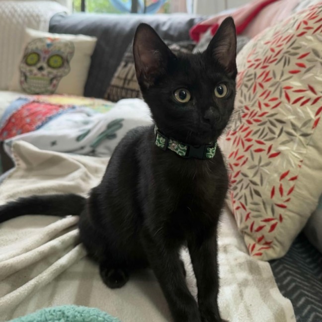 Photo of Emmett  **2nd Chance Cat Rescue**