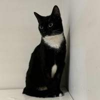 Photo of Martina Hingis **2nd Chance Cat Rescue**