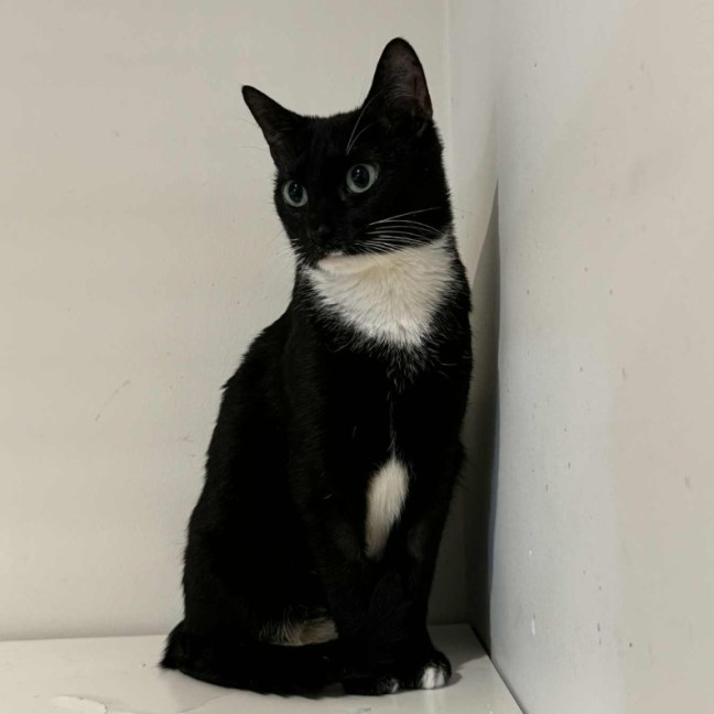 Photo of Martina Hingis **2nd Chance Cat Rescue**