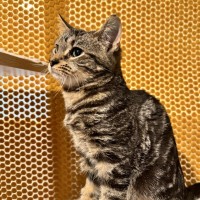 Photo of Novak Djokovic **2nd Chance Cat Rescue**