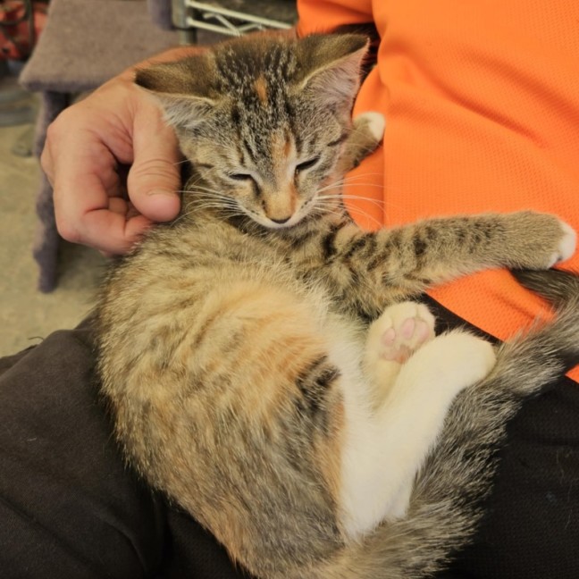 Photo of Calla  ** 2nd Chance Cat Rescue**