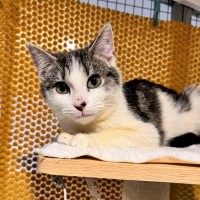 Photo of Rafael Nadal **2nd Chance Cat Rescue**