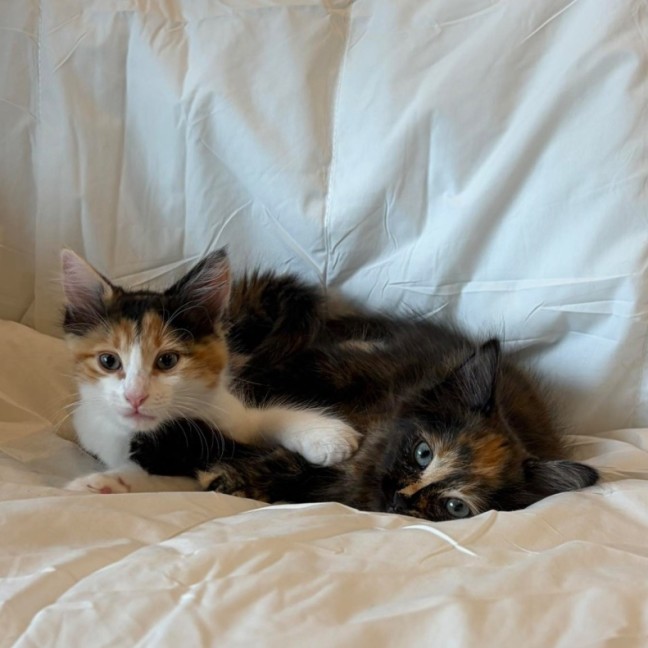 Photo of Sage & Fennel