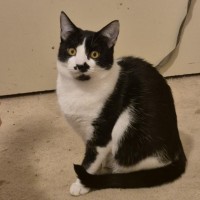 Photo of April**2nd Chance Cat Rescue**