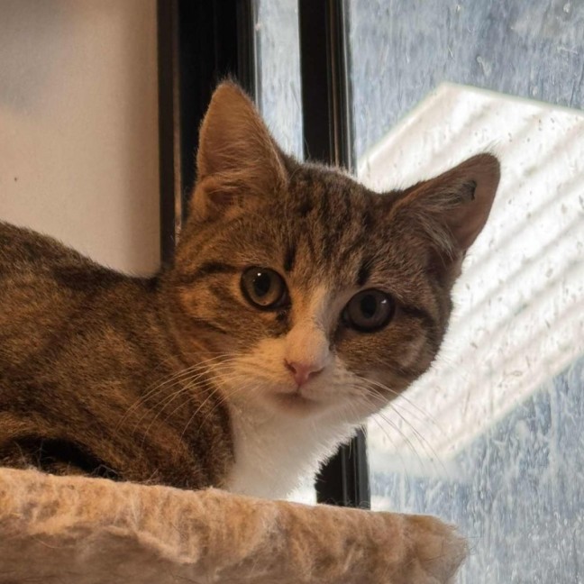 Photo of Emily **2nd Chance Cat Rescue**