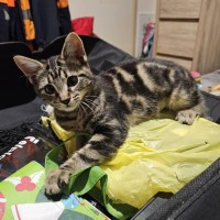 Photo of Zain ** 2nd Chance Cat Rescue**