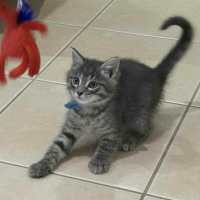 Photo of Dyer ** 2nd Chance Cat Rescue**