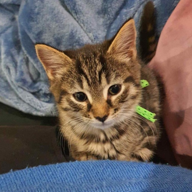 Photo of Yappa ** 2nd Chance Cat Rescue**