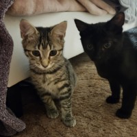 Photo of Alejandra ** 2nd Chance Cat Rescue **