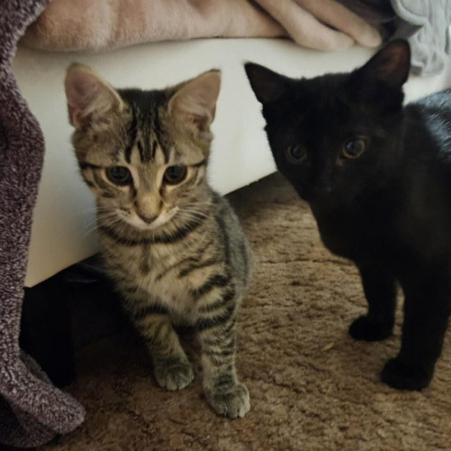 Photo of Alejandra ** 2nd Chance Cat Rescue **