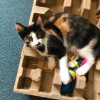 Photo of Haya & Sama