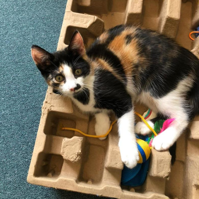 Photo of Haya & Sama