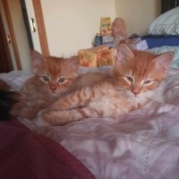 Photo of Mufasa **2nd Chance Cat Rescue**