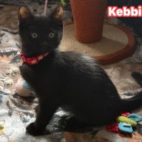Photo of Kebbi**2nd Chance Cat Rescue**