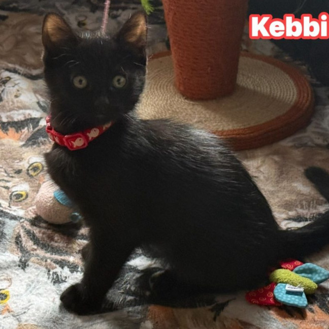 Photo of Kebbi**2nd Chance Cat Rescue**