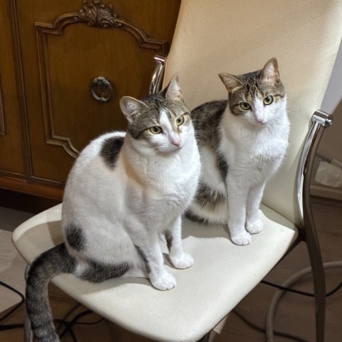 Bunny & Pippy - Domestic Short Hair (DSH) Cat