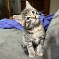 Photo of Finnigan ** 2nd Chance Cat Rescue**