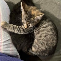 Photo of Daisy ** 2nd Chance Cat Rescue **