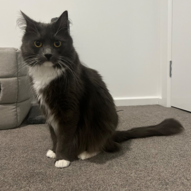 Photo of Rosie ** 2nd Chance Cat Rescue**