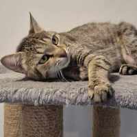 Photo of Agatha ** 2nd Chance Cat Rescue **