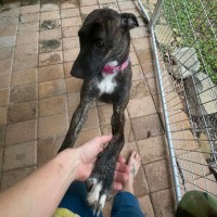 Photo of Narla