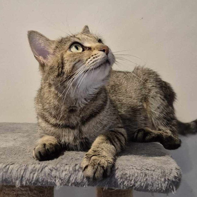 Photo of Agatha ** 2nd Chance Cat Rescue **