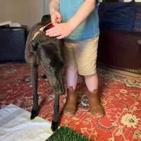 Photo of Jojo, The Greyhound 