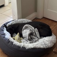 Photo of Rocky, The Greyhound 