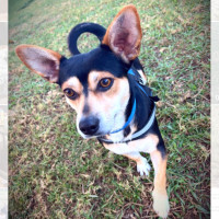 Photo of Bandit