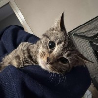 Photo of Novak Djokovic **2nd Chance Cat Rescue**