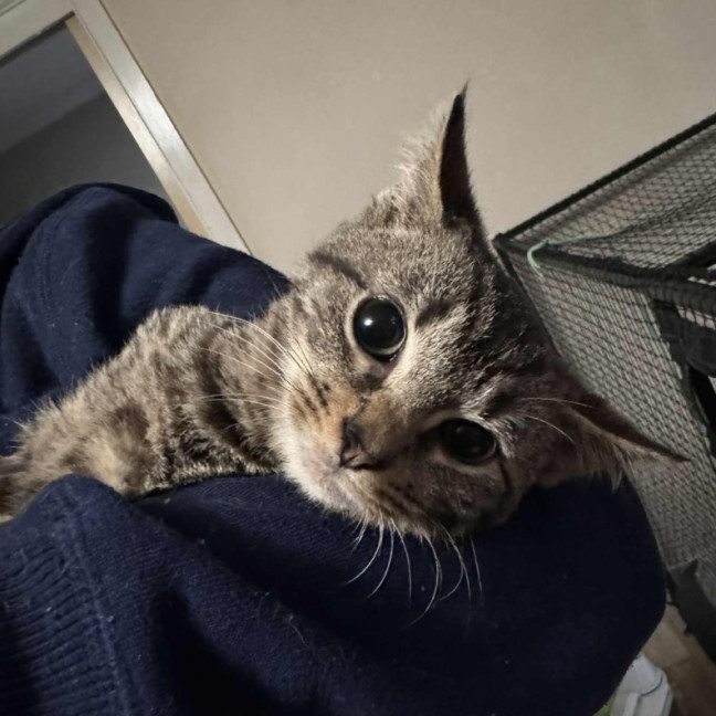 Photo of Novak Djokovic **2nd Chance Cat Rescue**