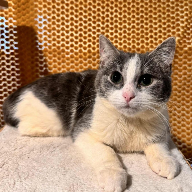 Photo of Venus **2nd Chance Cat Rescue**