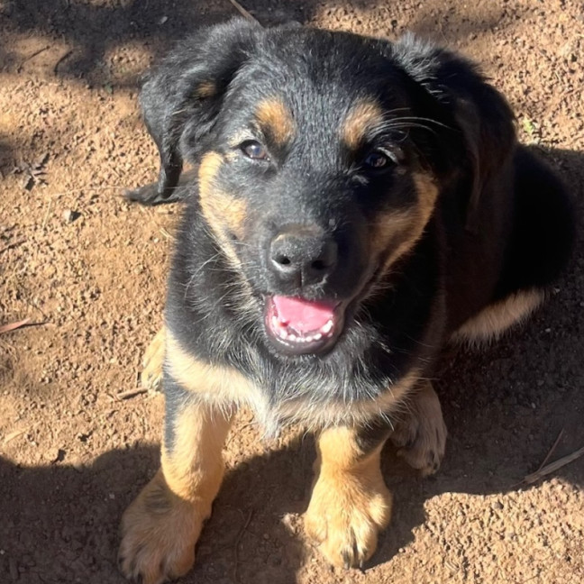 Photo of Peace Pete Dara Or Brodie Dara