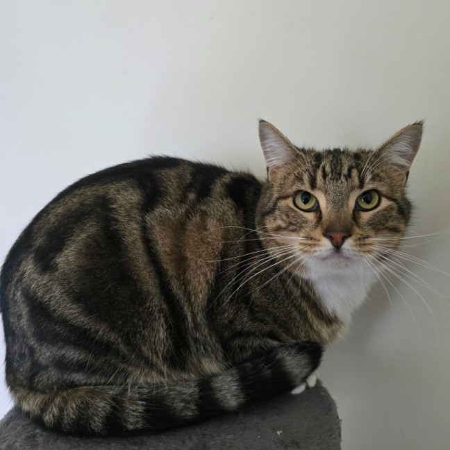 Photo of Maize & Sultana (Located Wantirna)