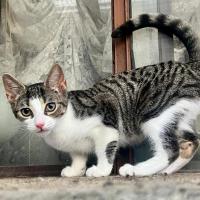 Photo of Clover