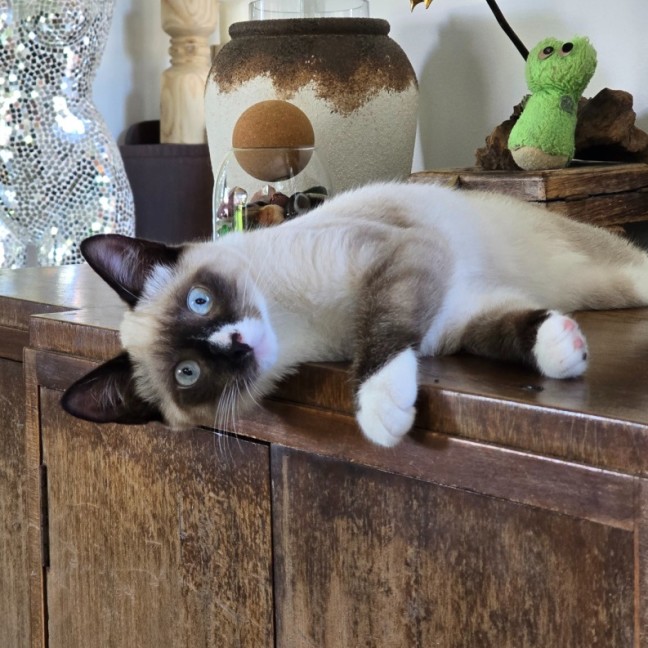 Photo of 🤎 Dash 🤎