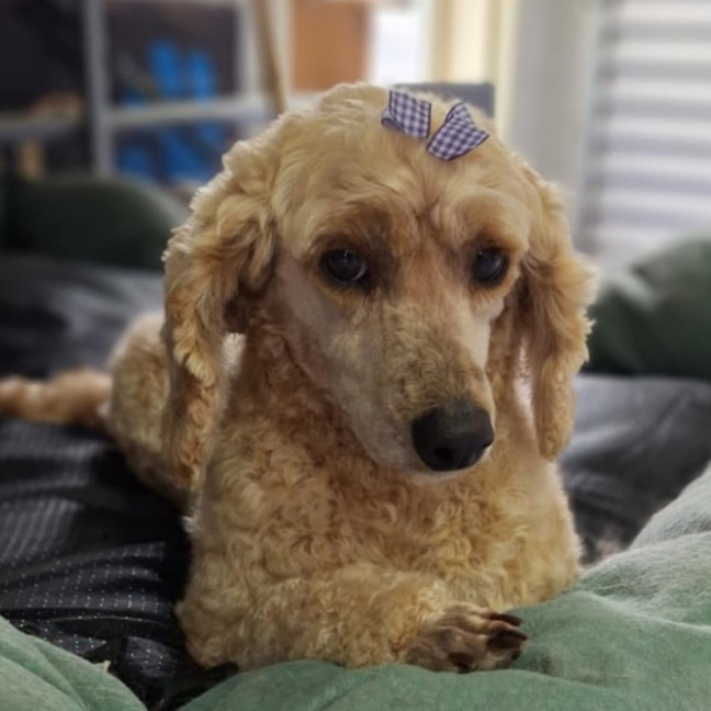 Photo of Dolly