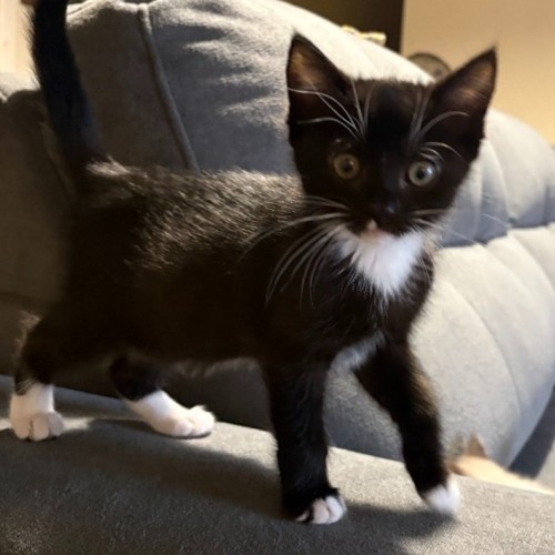 Ivy - Domestic Short Hair (DSH) Cat