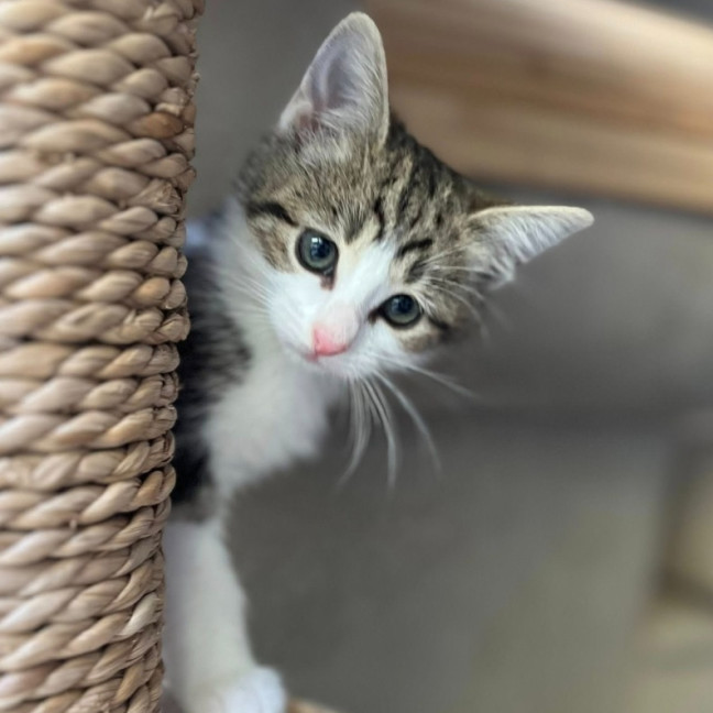 Photo of Jet