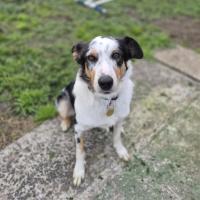 Photo of Tom Collins