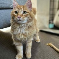 Photo of Officer Beanie Small Cat 🧡