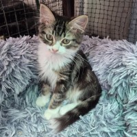 Photo of Hermes Conrad **2nd Chance Cat Rescue**