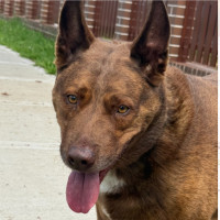 Photo of Yogi